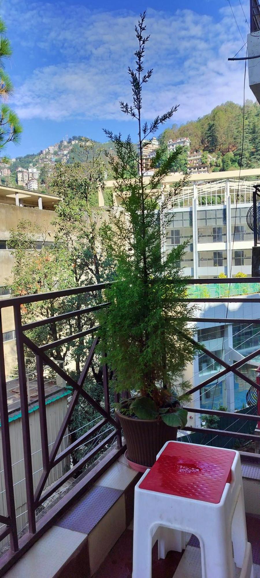 Shimla Vibes B & B Free Pick And Drop From Isbt Shimla Exterior foto